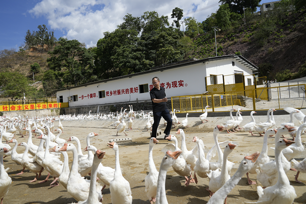 0图为国家集团集团大渡河公司援建普格县红军树智慧养鹅场